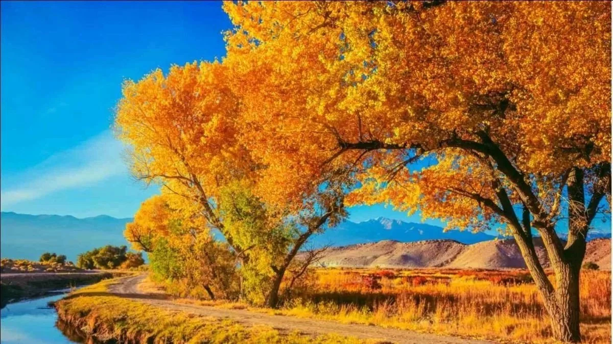  Eastern cottonwood is also known as plains cottonwood and is commonly found along streams throughout the Great Plains east of the Rocky Mountains. Source: Planet Natural 