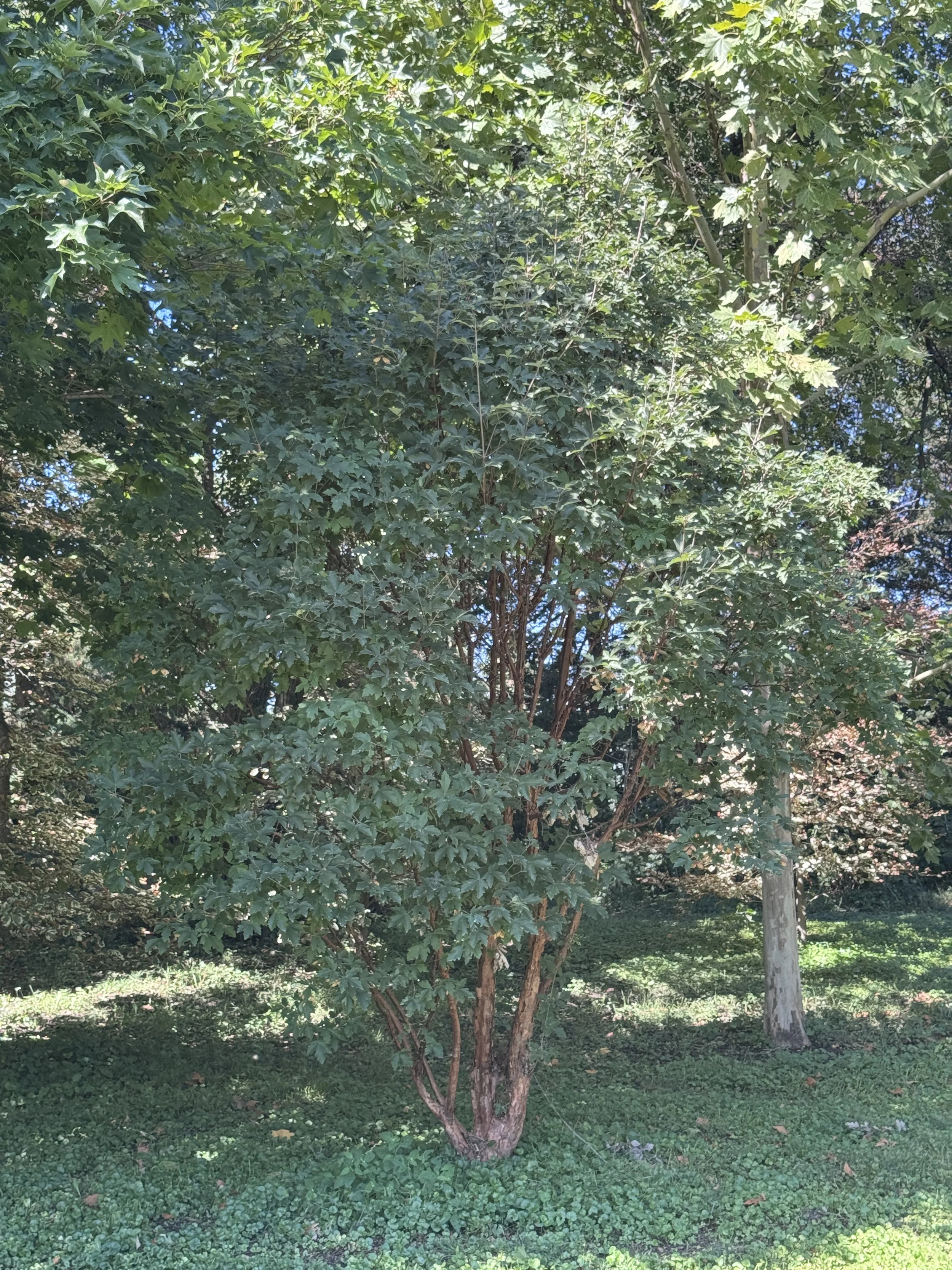 IMG_2540.JPG