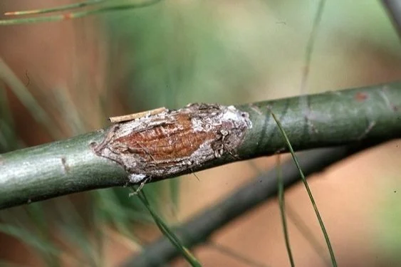 Managing Hail Damage In Trees — NNLA