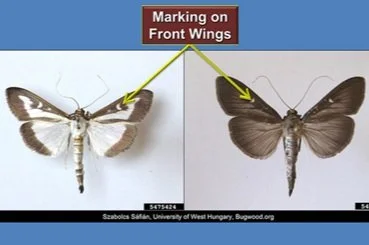 Box Tree Moth — NNLA