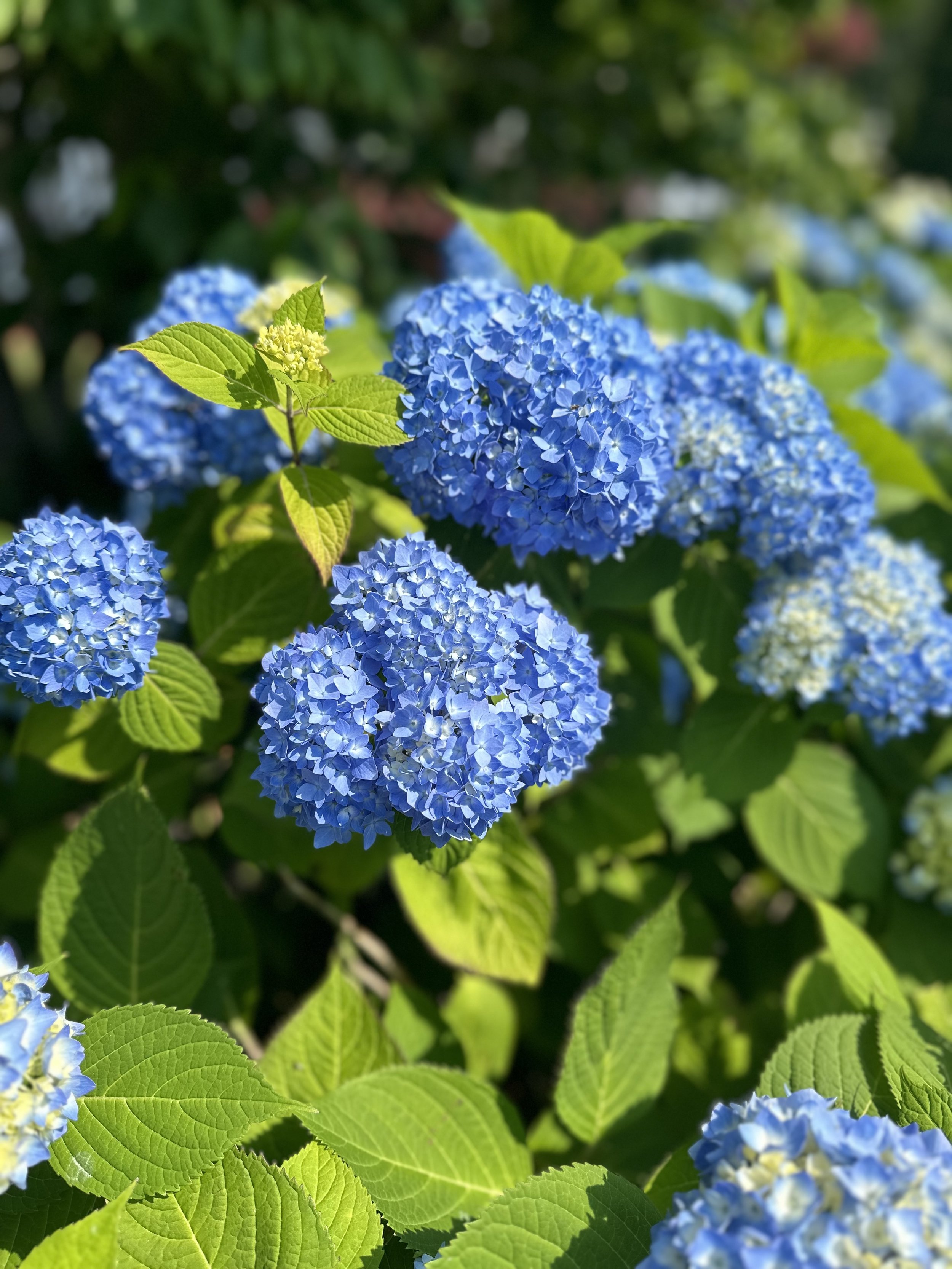 IMG_9150.jpeg