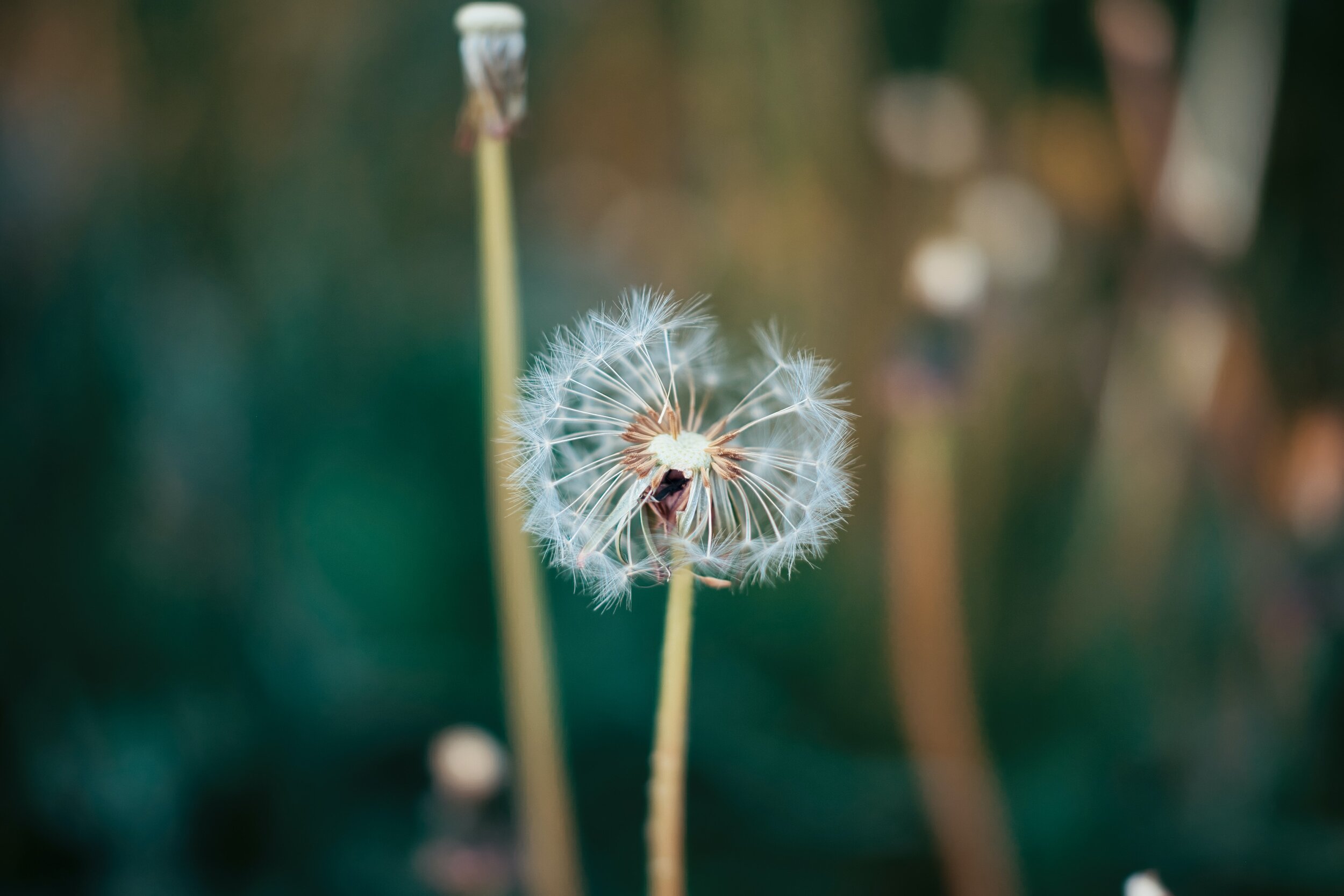 aperture-vintage-cLY0GvRHkH0-unsplash.jpg