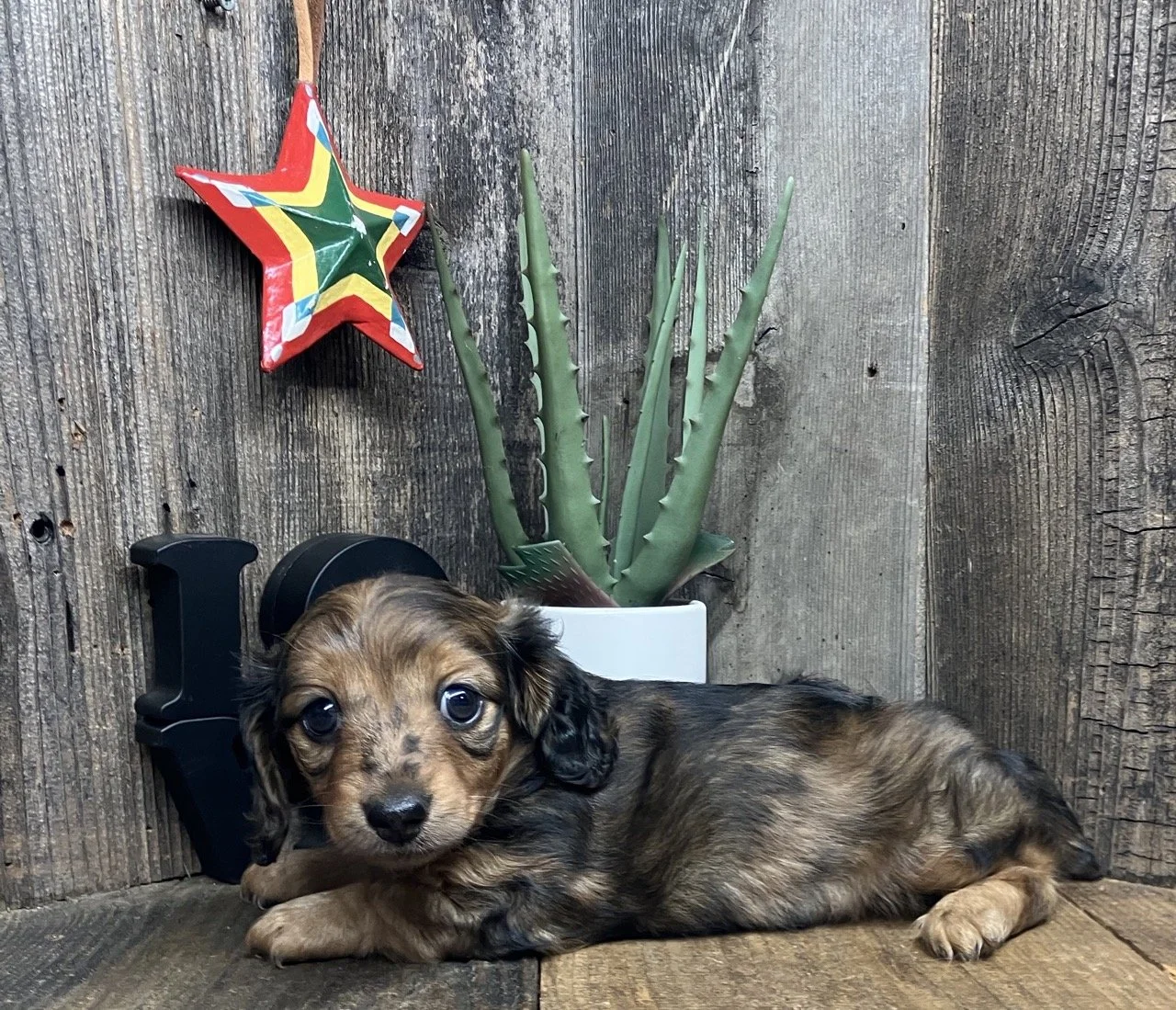 Long Coat Dapple Dachshund Blue Eye Dog Breeder Puppies