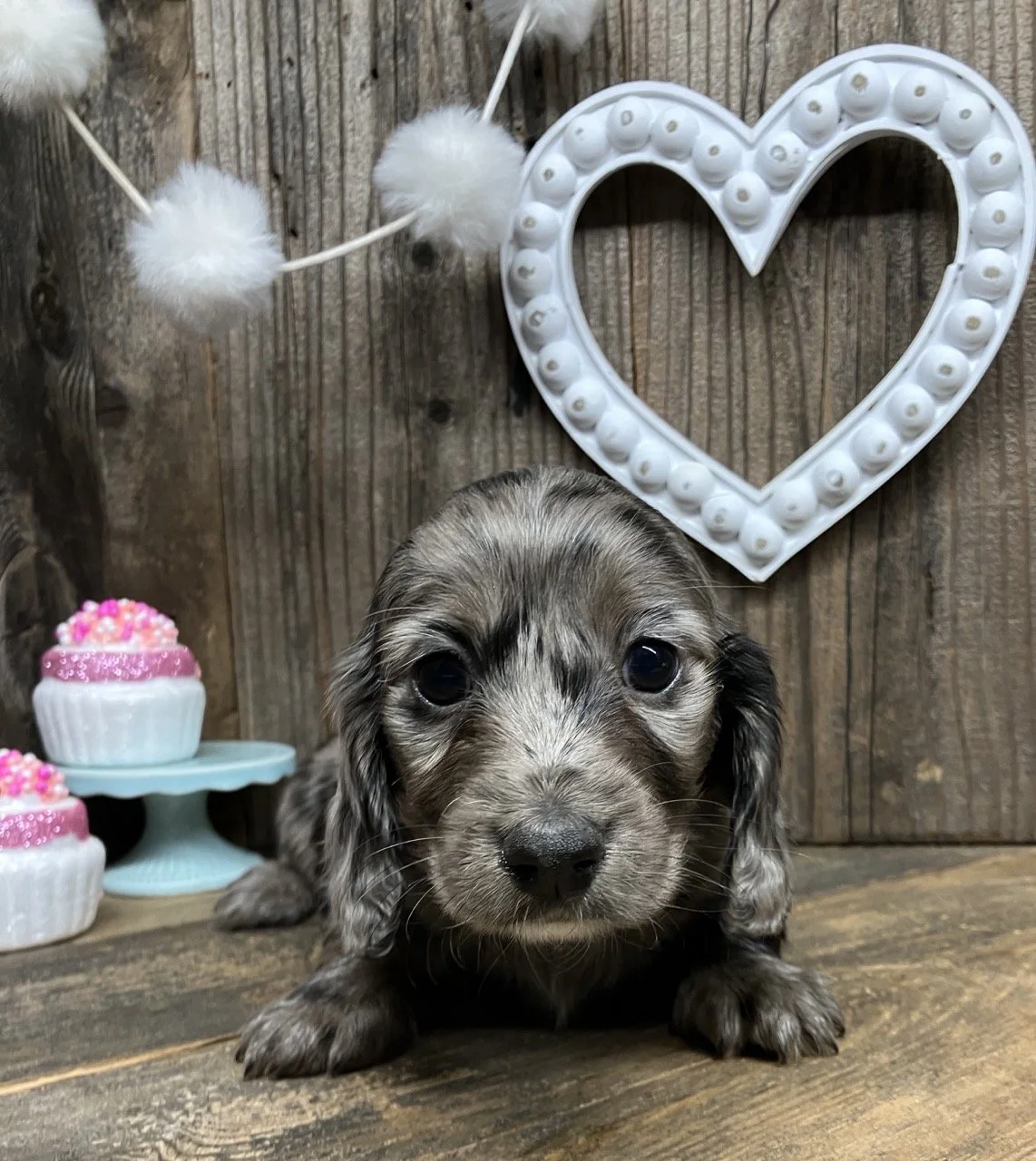 Silver Dapple Long Hair Dachshund Nor Cal NorCal Good Dog
