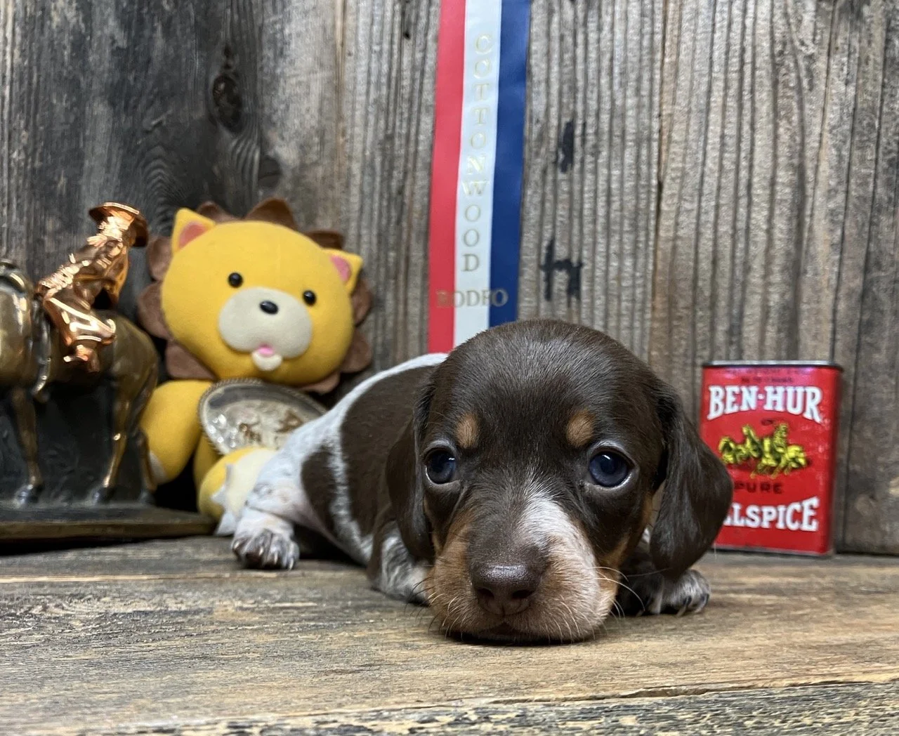 Mini Dachshund with Heavy Ticking