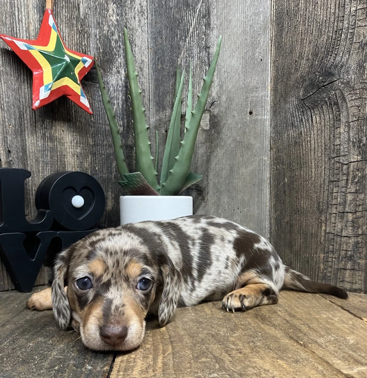 Chocolate Dapple Dachshund Breeder Good Dog California Santa Rosa