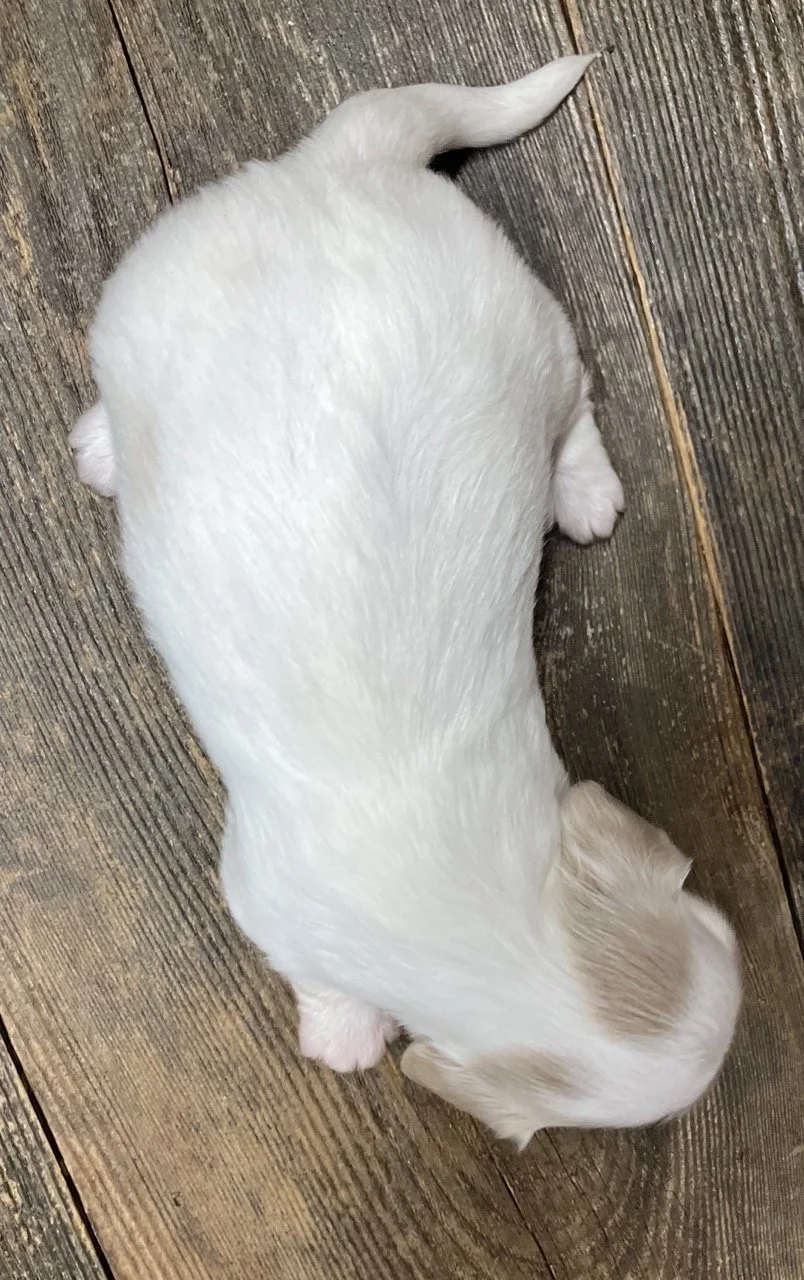 GoodDog Miniature Dachshund Puppy Nor Cal