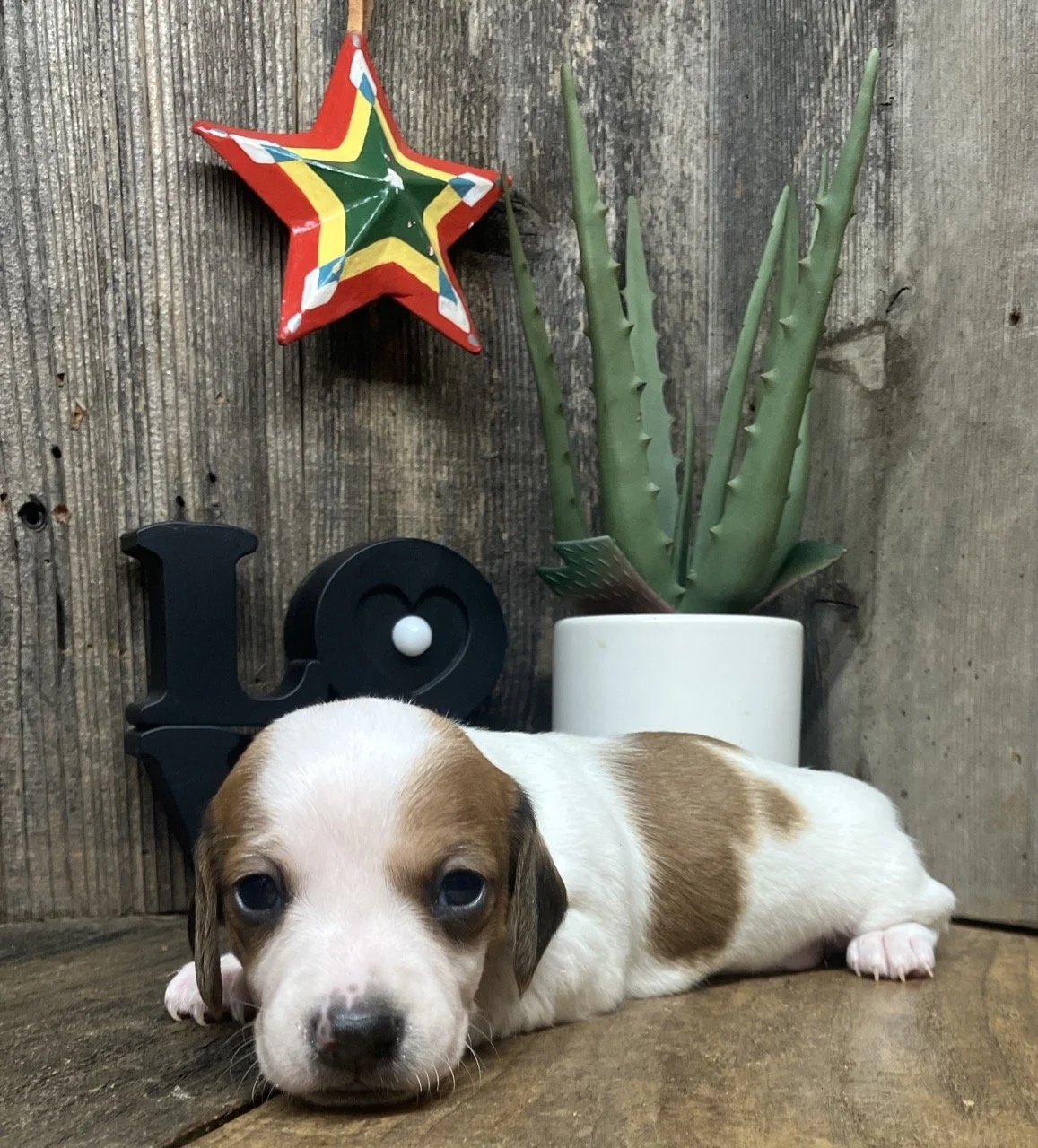 Mini Dachshund Breeder Spots Merle Piebald Spotted Puppy NorCal 