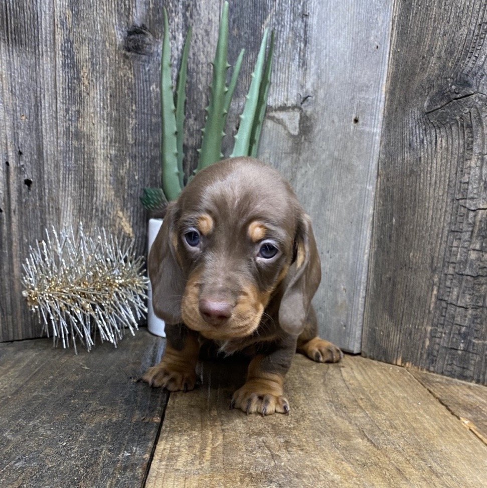 Before & After — Countryside Wieners