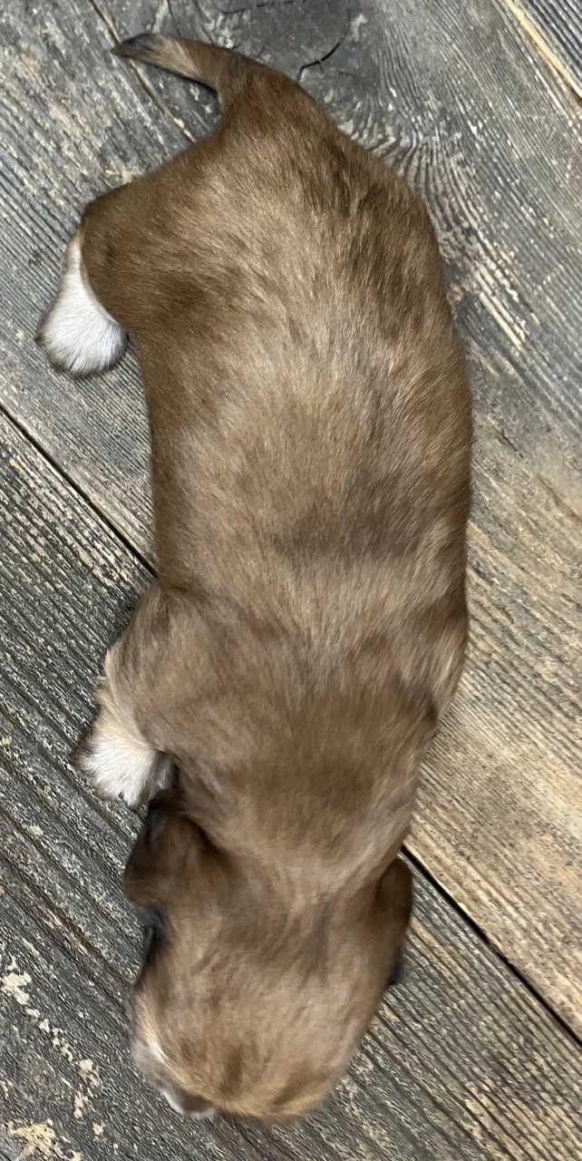 Dachshund Puppies in Northern California