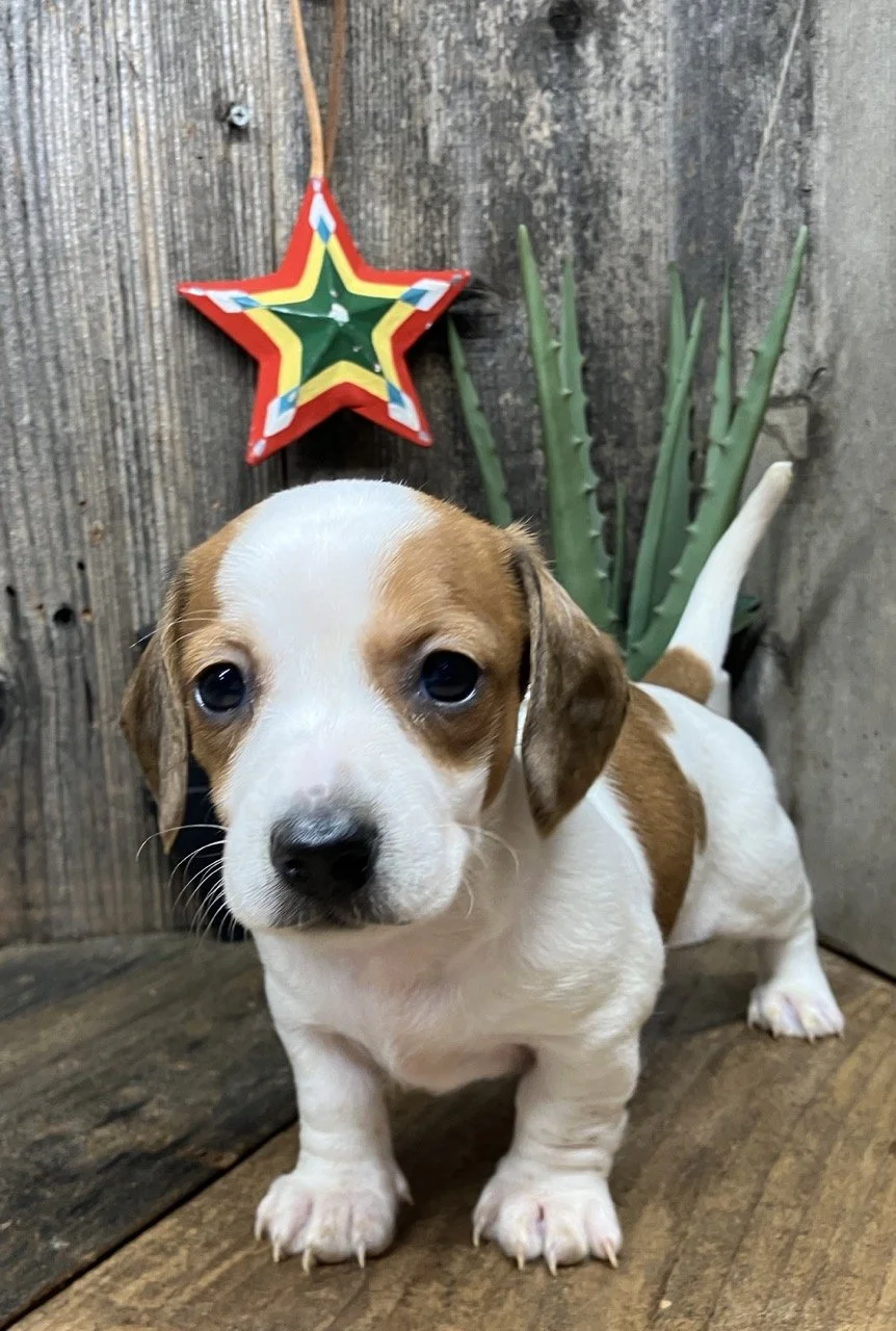 Smooth Coat Piebald Miniature Dachshund Breeder in California Good Dog