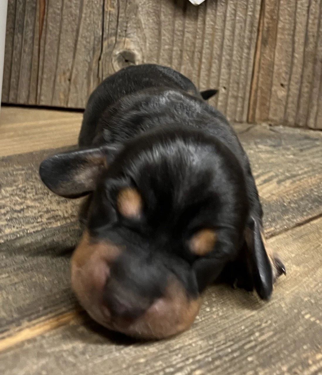 Black and Tan Miniature Doxie