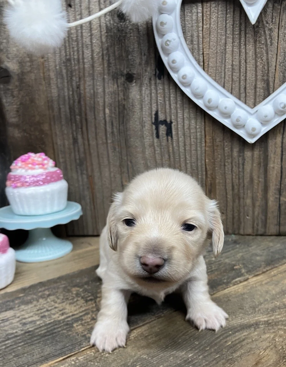 Cream Long Hair Mini Dachshund in Northern California