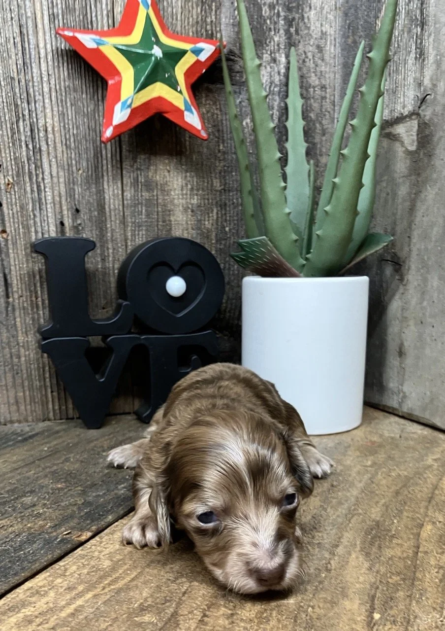 Dapple Dachshunds in Redding Northern California