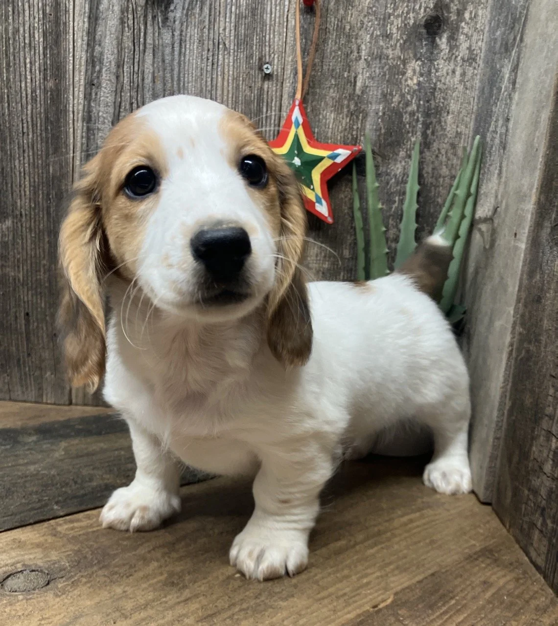Miniature Dachshund Puppy Puppies Dog Breeder Susanville Reno Near Me Good Dog