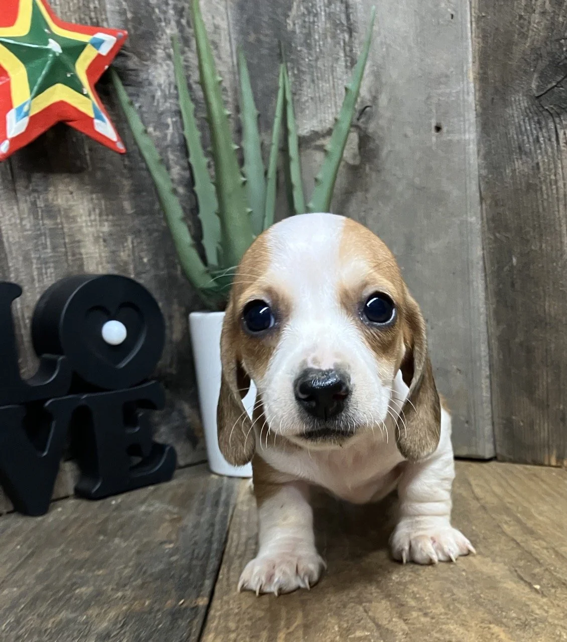 Piebald dachshund puppy red white northern california
