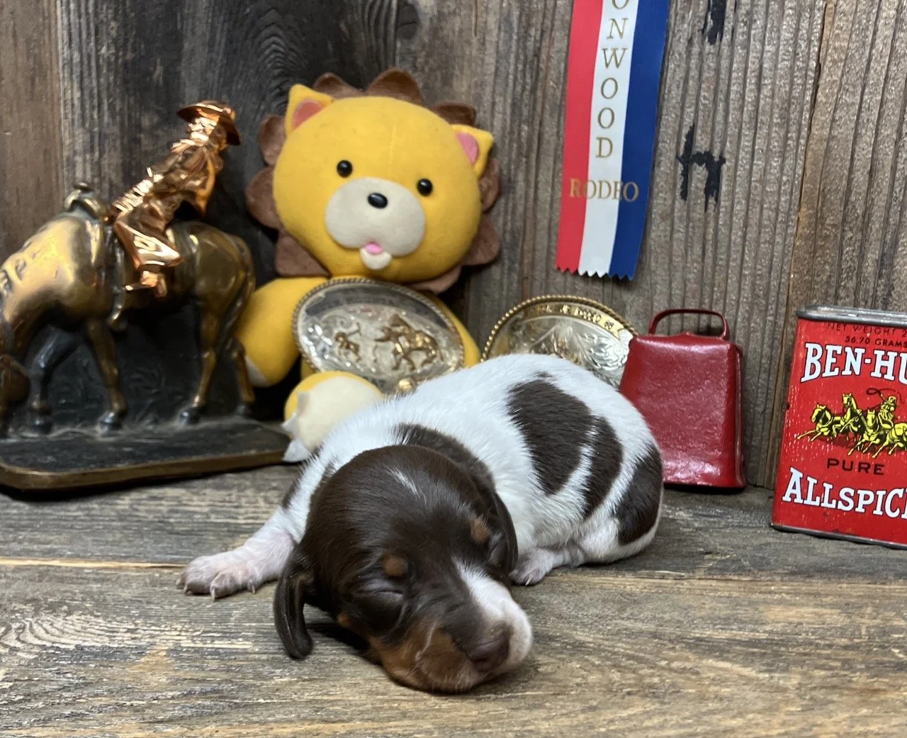 Chocolate and Tan Piebald Dachshund Puppies