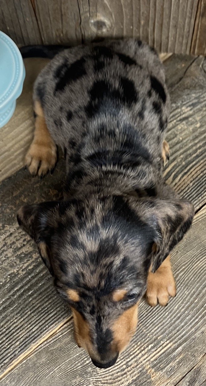 Good Dog Northern California Dachshund Puppy Puppies