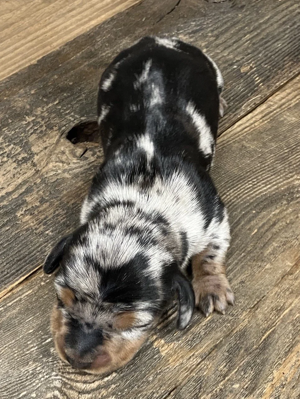 Merle Doxie