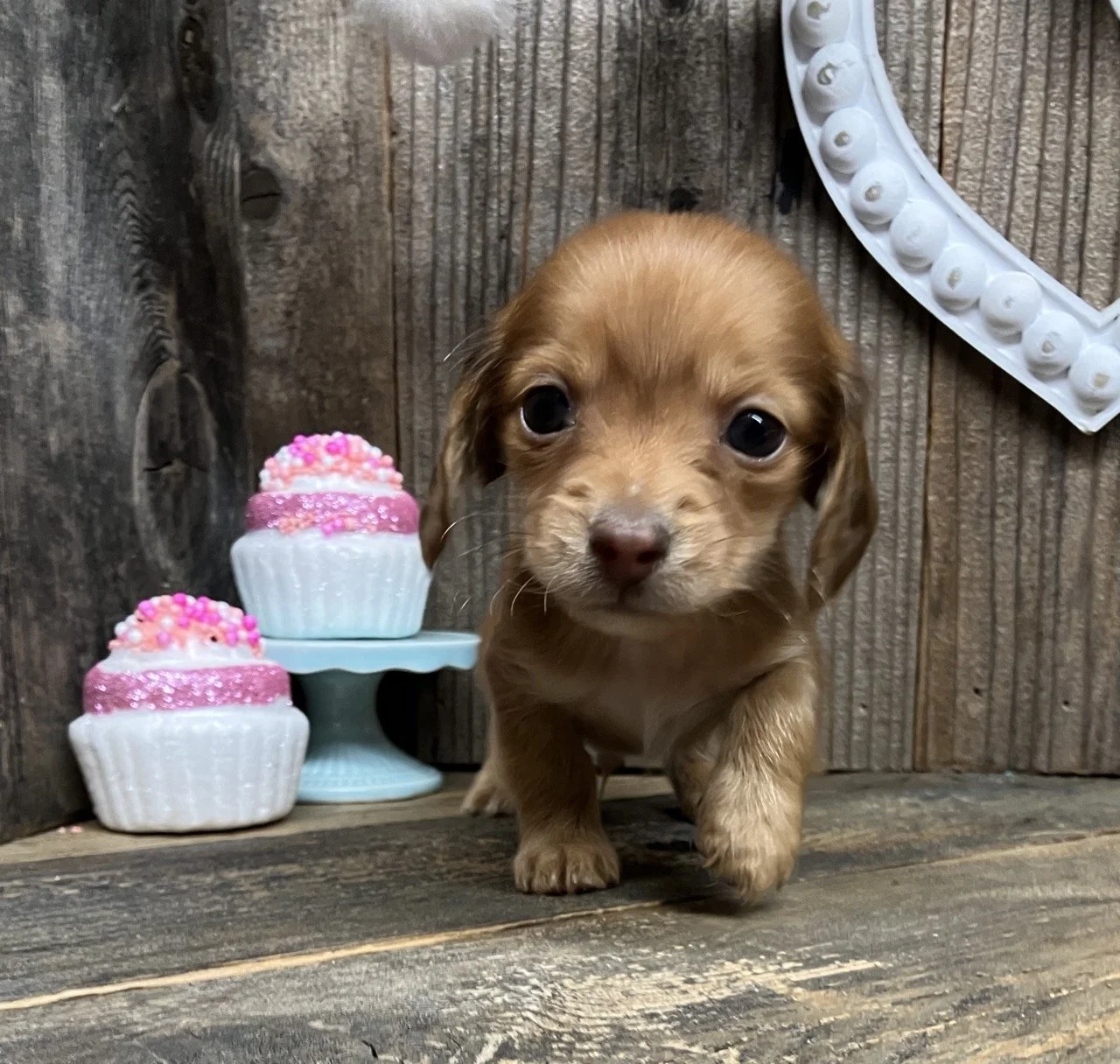 Miniature Dachshund in Northern California
