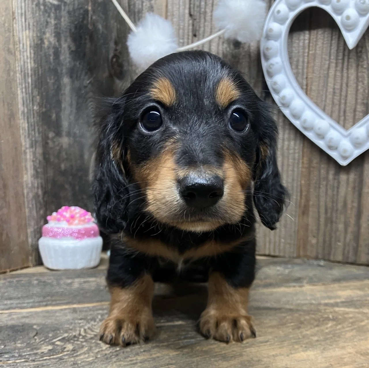 Classic Black and Tan Long Coat Miniature Dachshund in Northern California