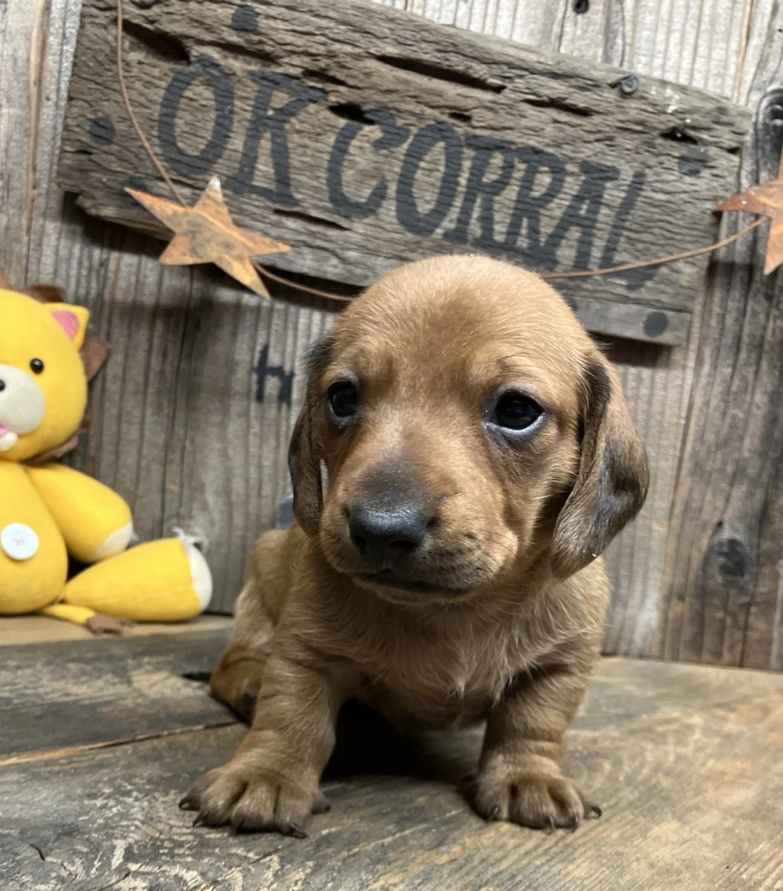 Classic Red Miniature Dachshund Puppy Breeder Northern California Near me
