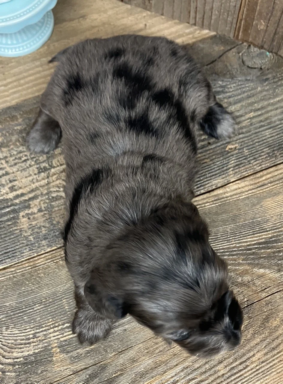 Silver Dapple Long Hair Puppy