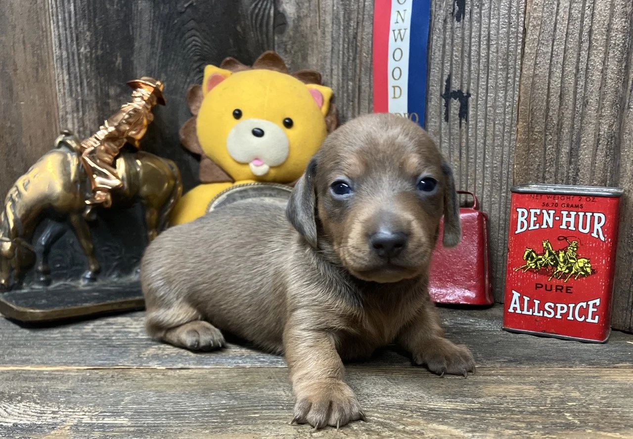 Mini dachshund puppy