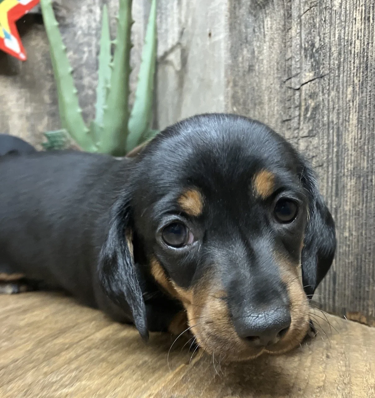 Classic Black and Tan Mini Doxie Breeder Puppy Puppies