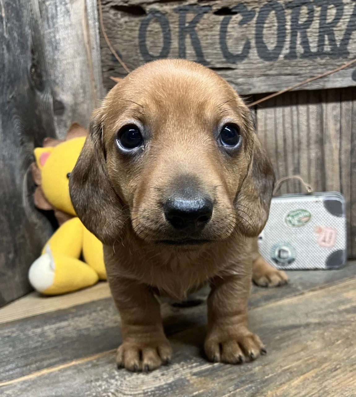 Red Short Hair Miniature Dachshund Puppy Dog for Adoption