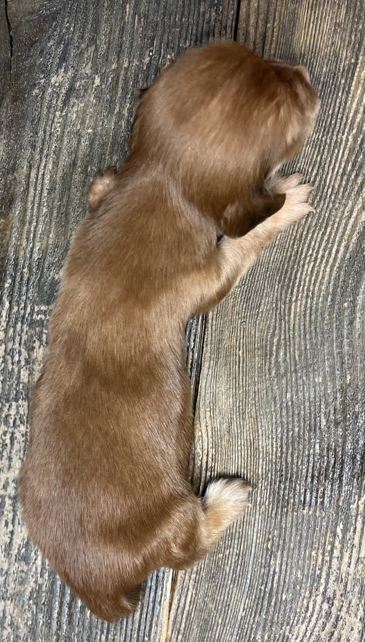 Red GoodDog Mini Dachshund Puppies California