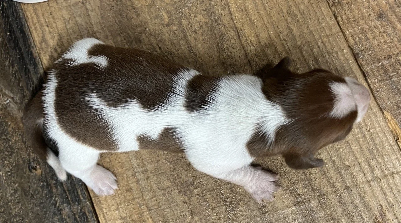 Mini Dachshund Puppies Breeder Puppy Nor Cal