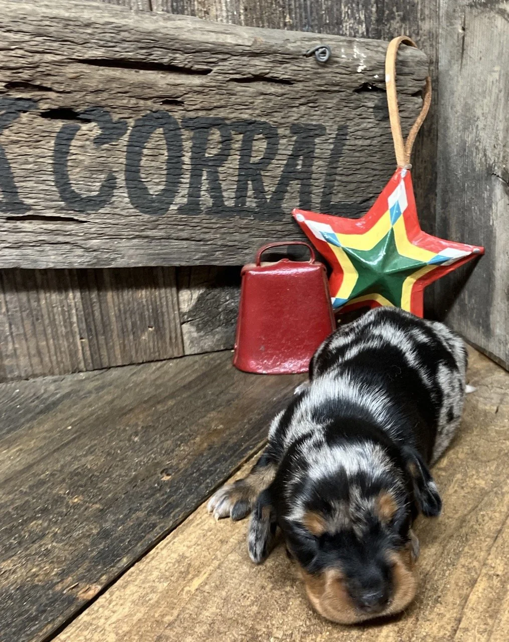 Miniature dachshund puppy