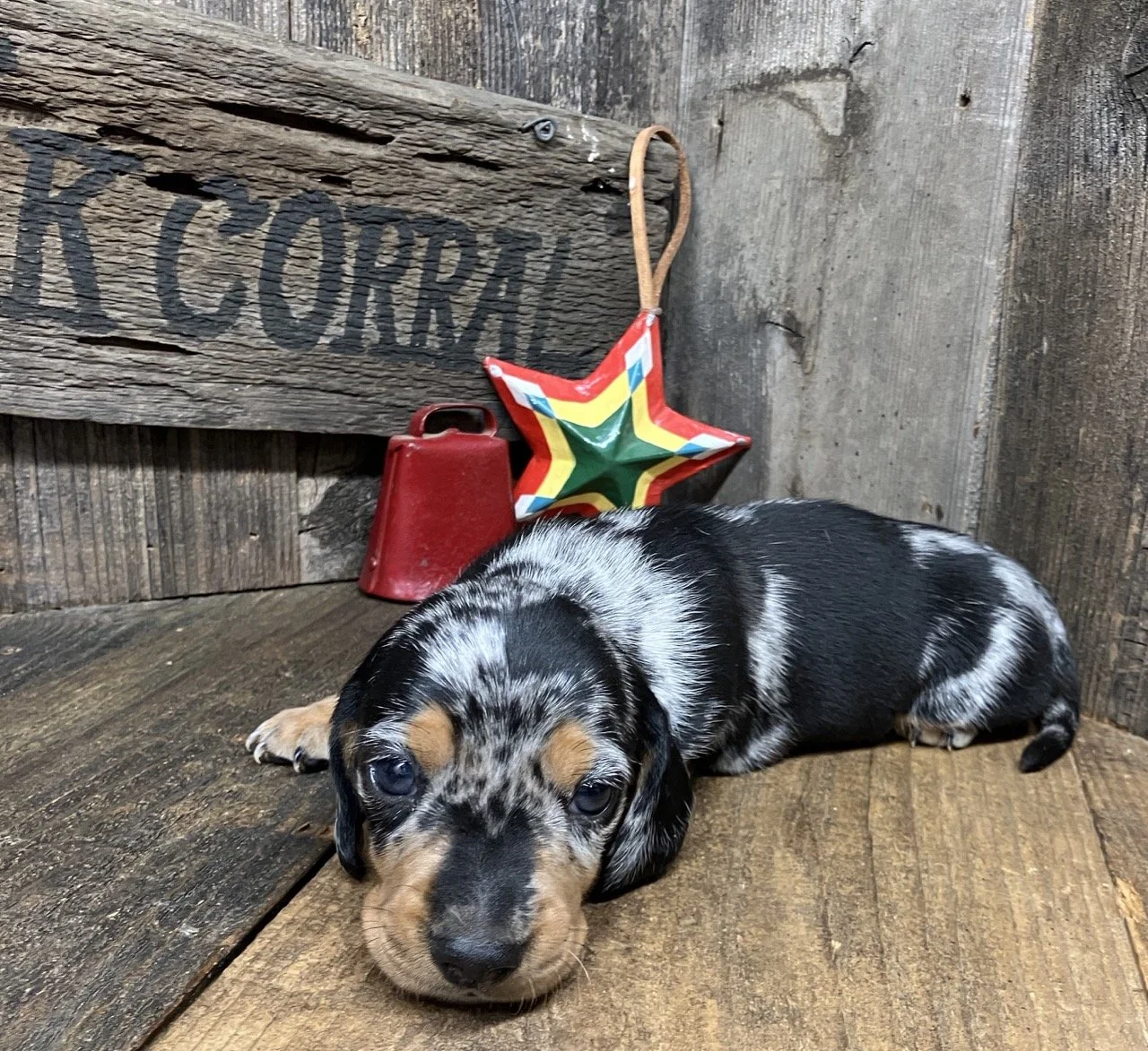 Silver Dapple Dachshund Puppies