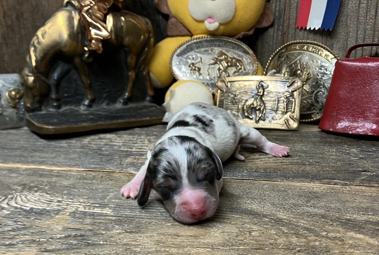 Silver Dapple Mini Dachshund Doxie Puppy