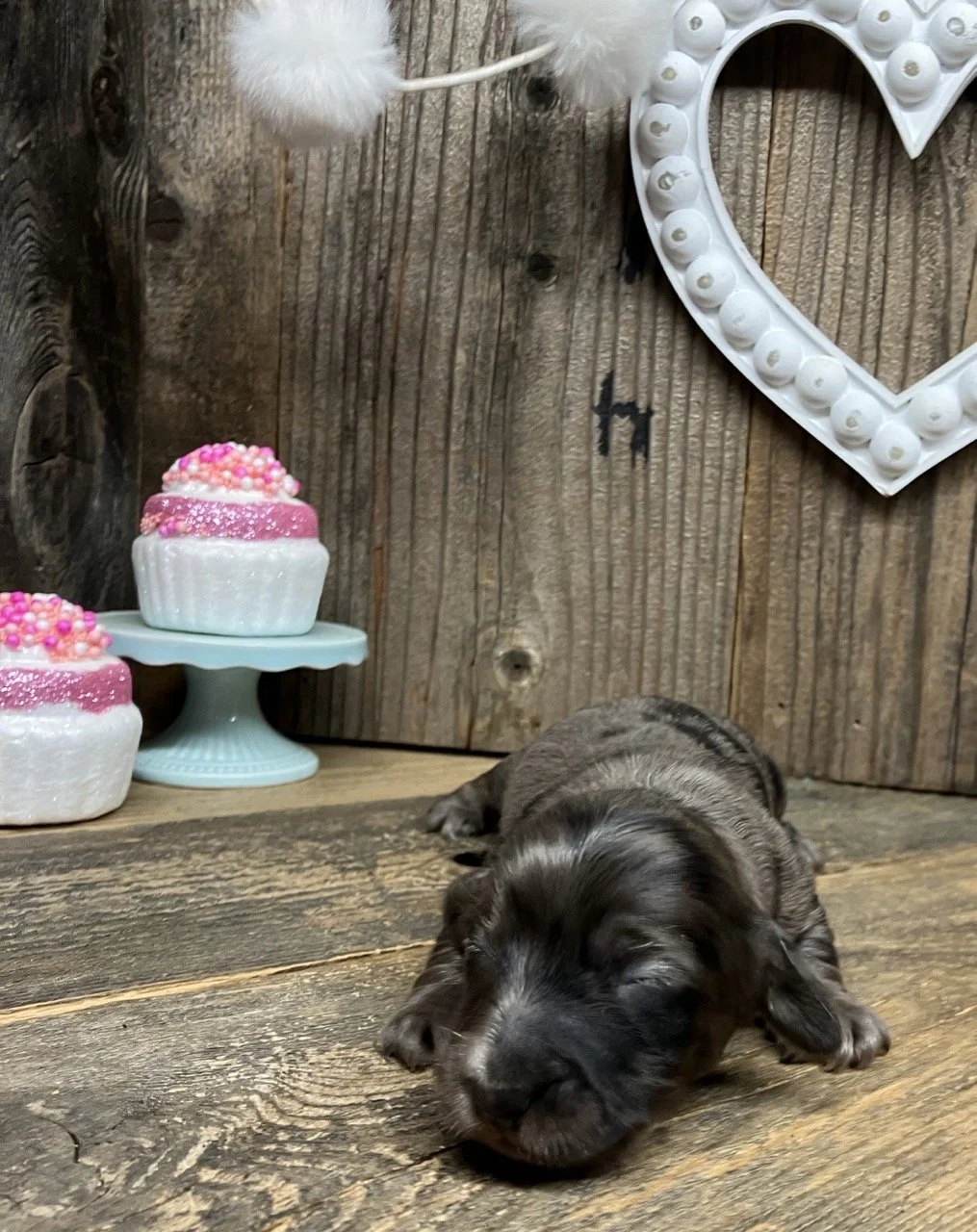 Miniature Doxie Dachshund Wiener Dog Puppy Silver Dapple