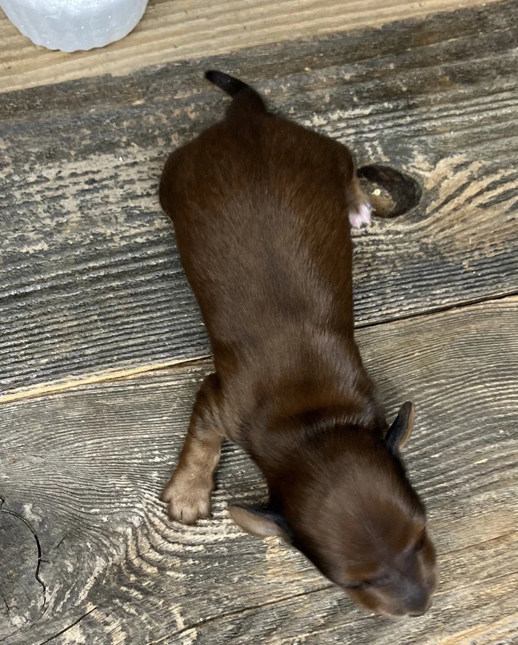 Puppy Mini Dachshunds Gooddogs Puppie