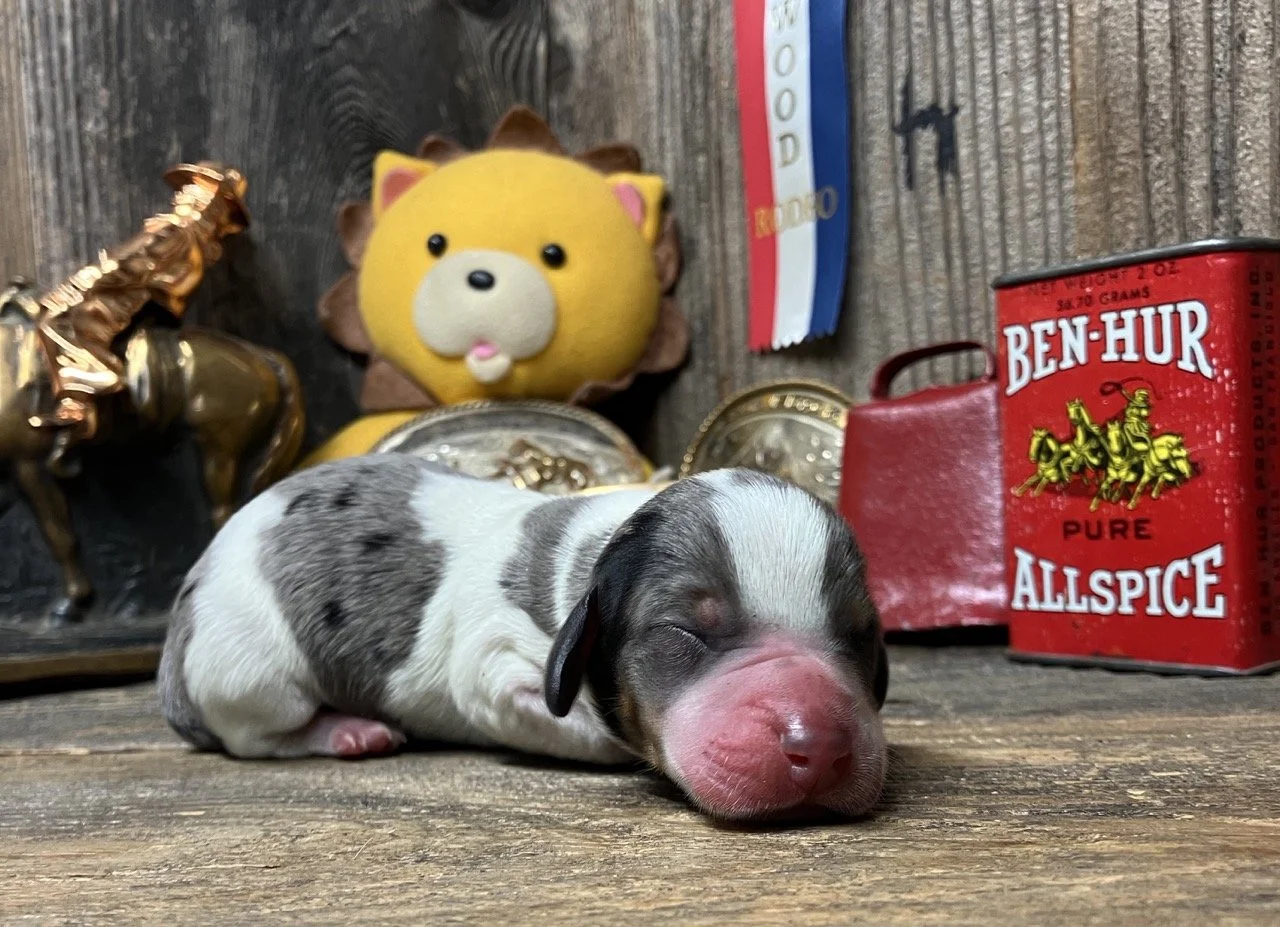 Northern California Mini Dachshund Puppies
