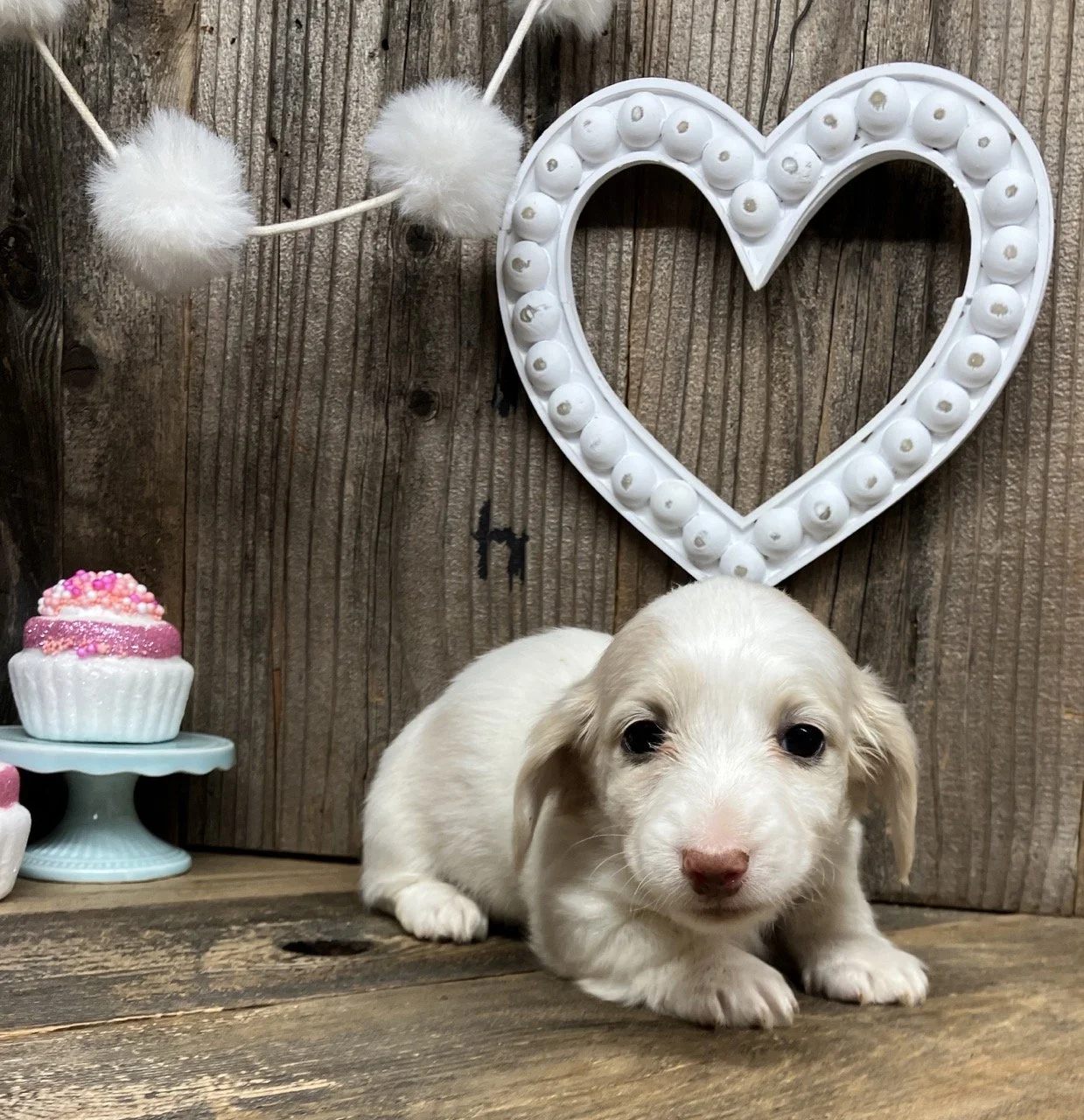 Cream Piebald Dachshund Puppy Nor Cal Area