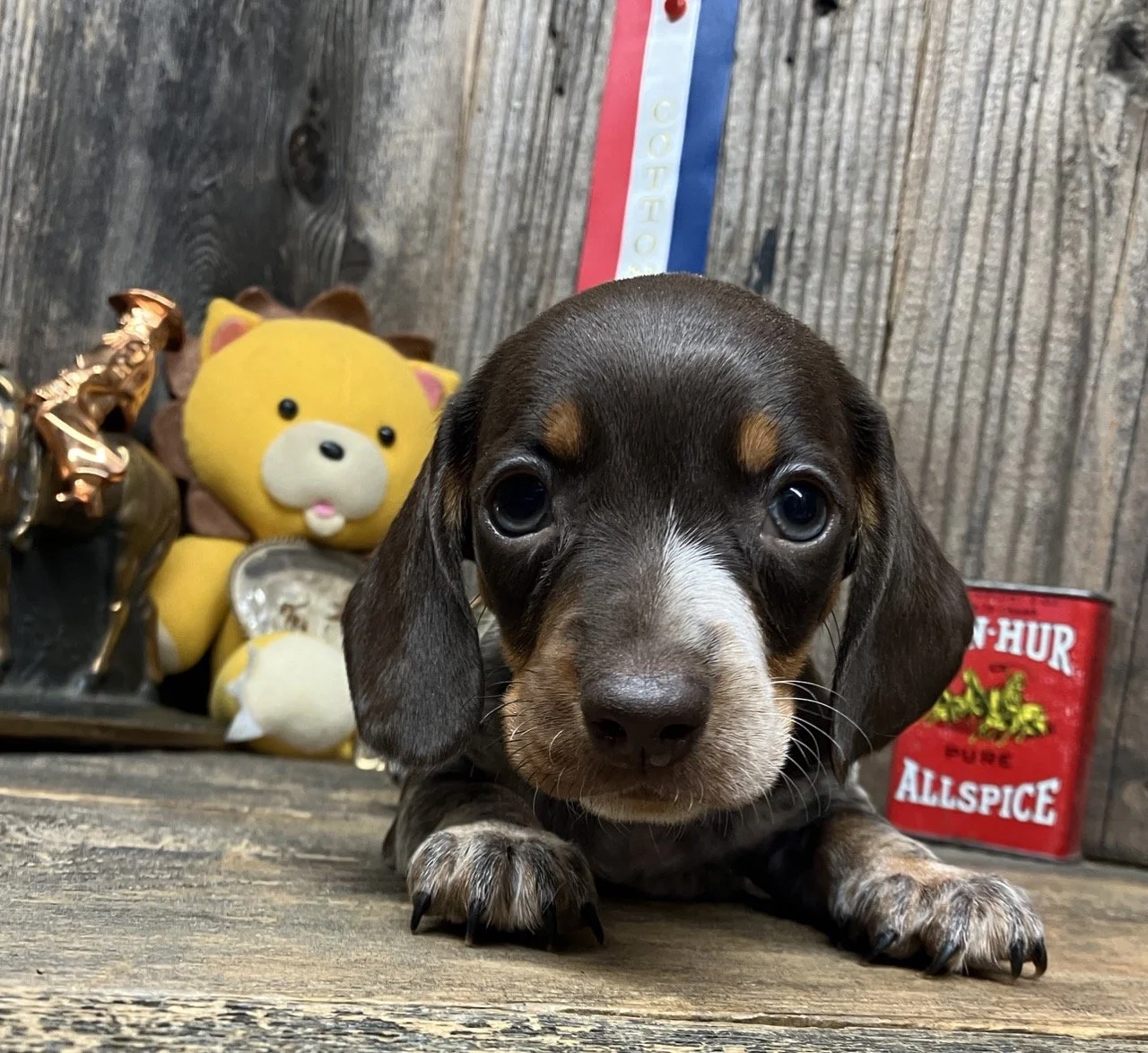 Mini Doxie Chocolate and Tan Piebald Northern California