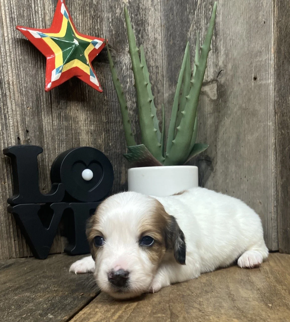 Long Hair Coat Dachshund Puppies Nor Cal Good Dog Breeder Redding