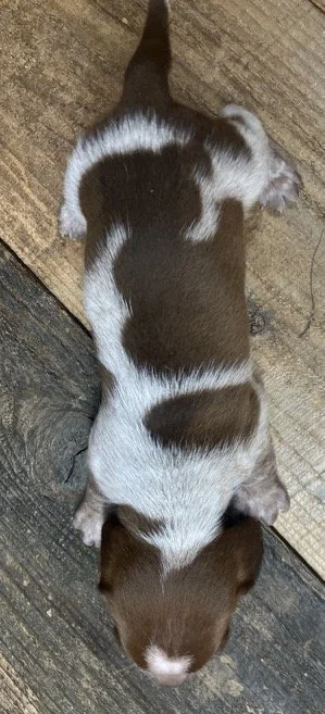 Piebald Mini Doxie Puppy Good Dog Clear Chocolate