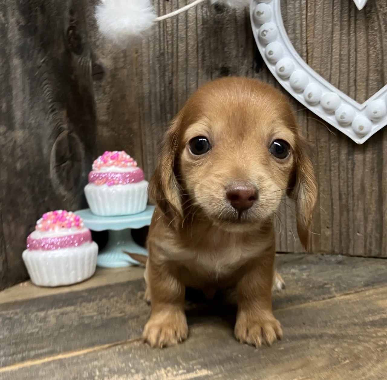 Dachshunds in Redding California