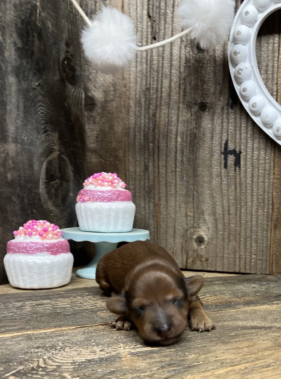 Gooddog Miniature Dachshunds in Northern California Puppies