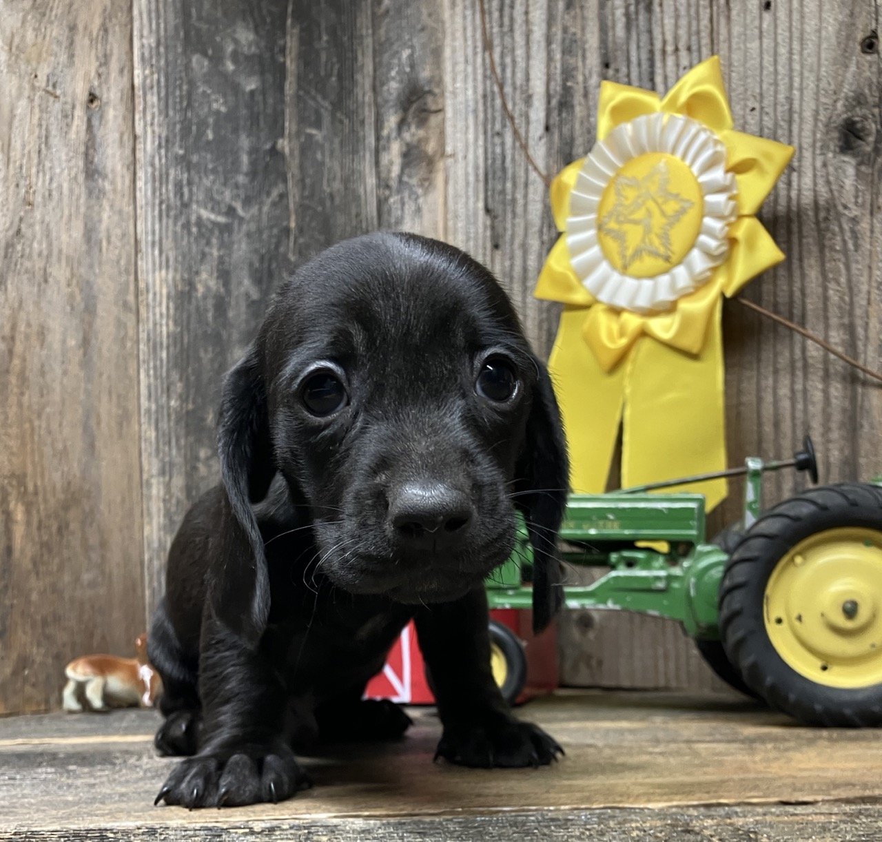 corndogdjango070724a.jpg