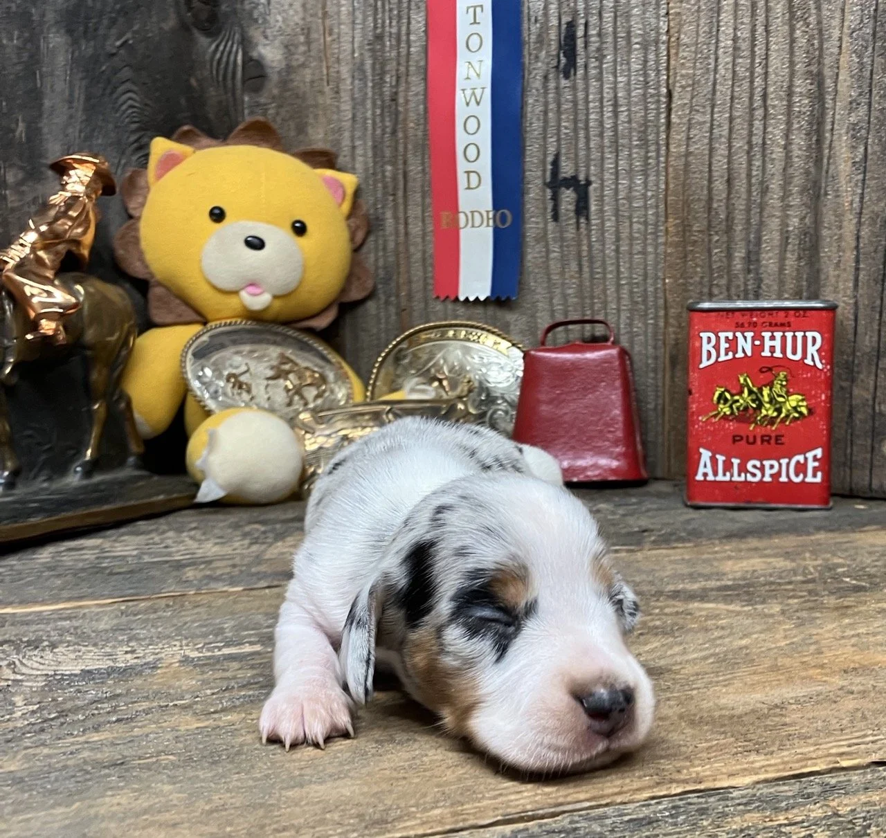 Silver Dapple Dachshund