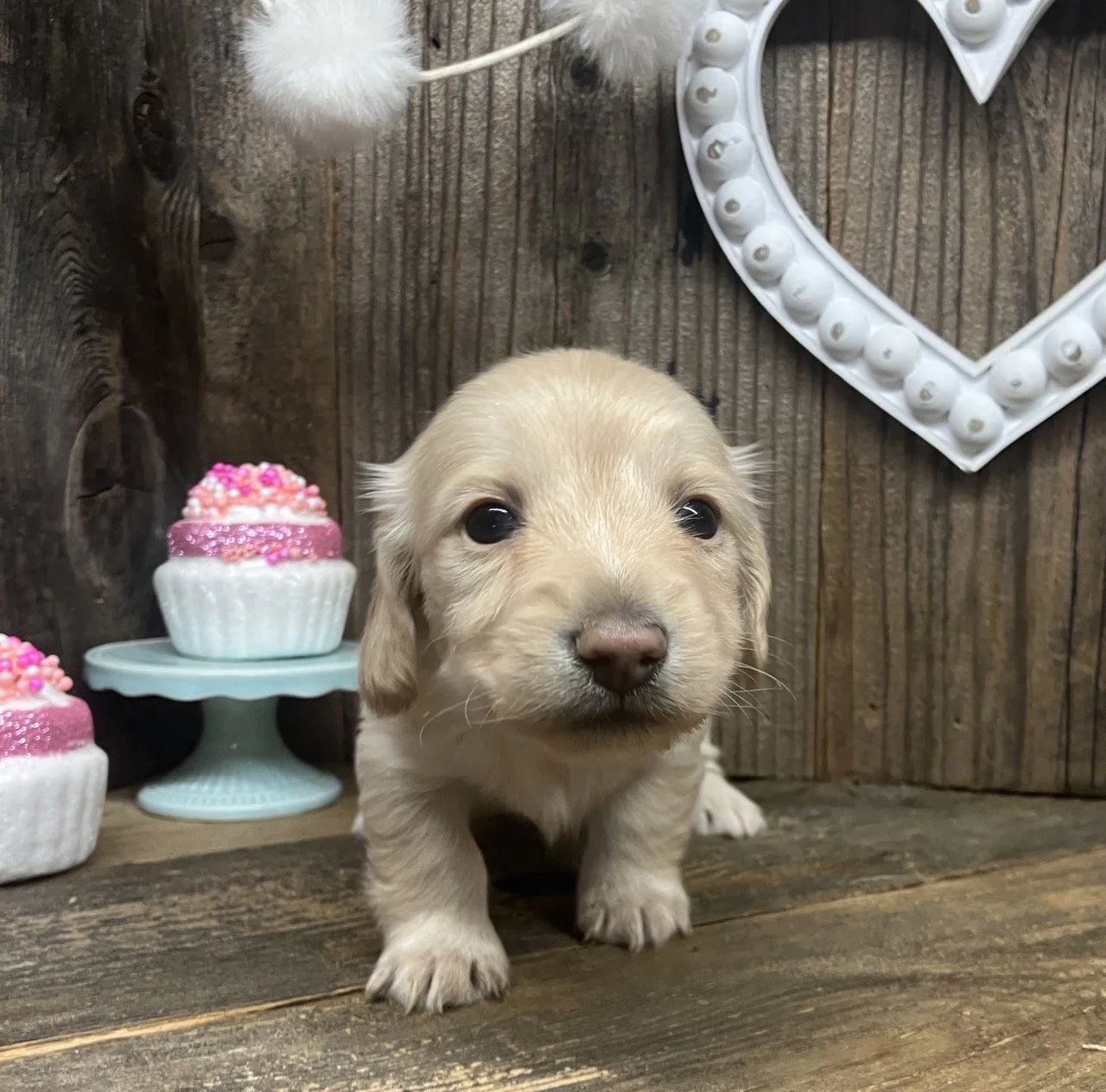 Cream Long Hair Miniature Female Girl Puppies