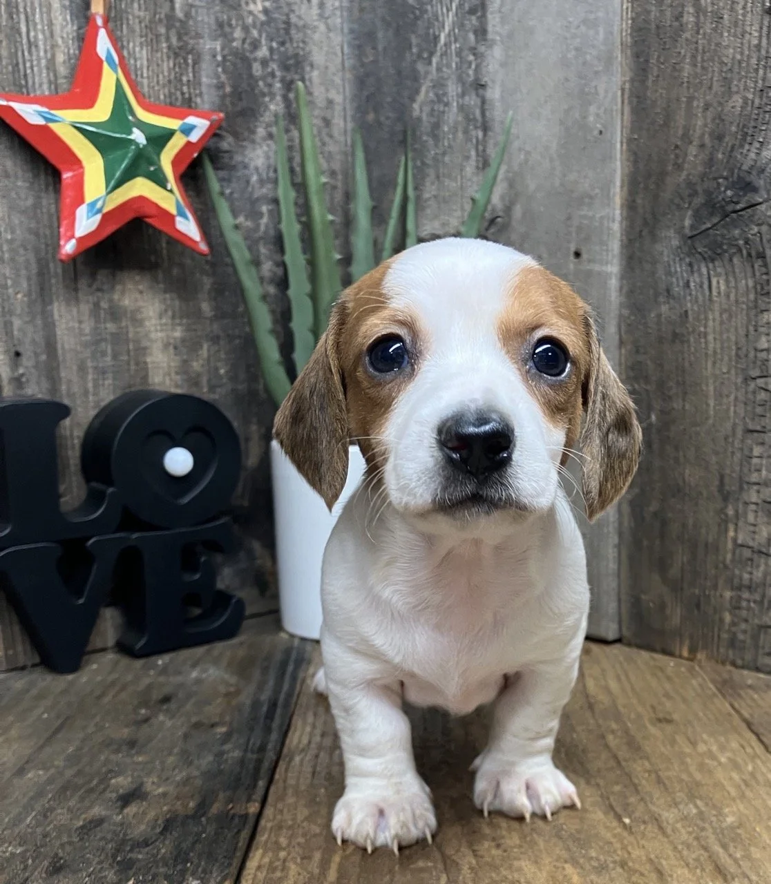 Mini Dachshund Breeder Near Me Sacramento Area Puppy