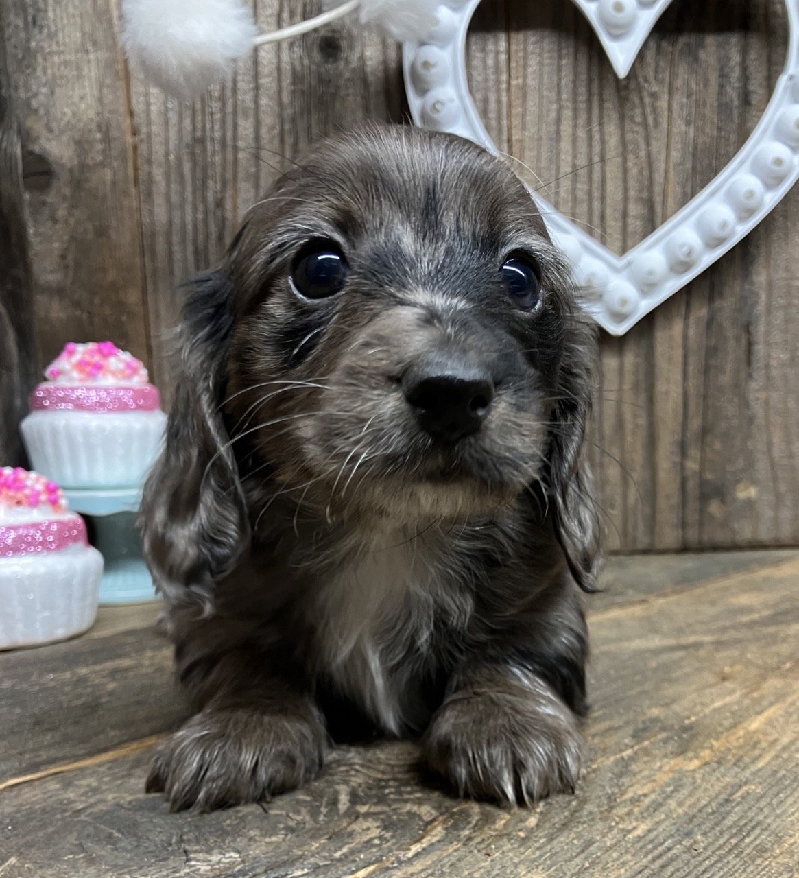 Silver Dapple Long Hair Dachshund Puppy Northern California