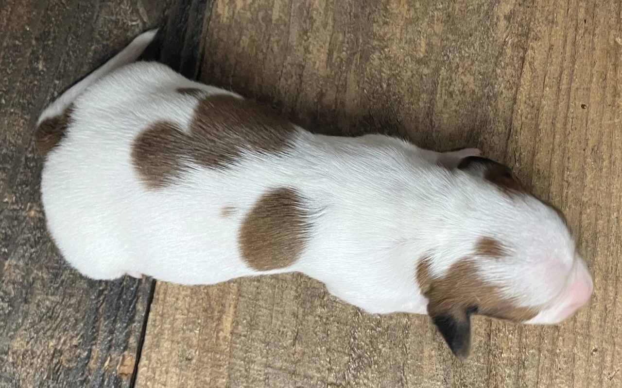 Piebald Miniature Dachshund Puppy